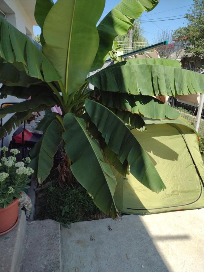 Thai House コスティネシュティ エクステリア 写真